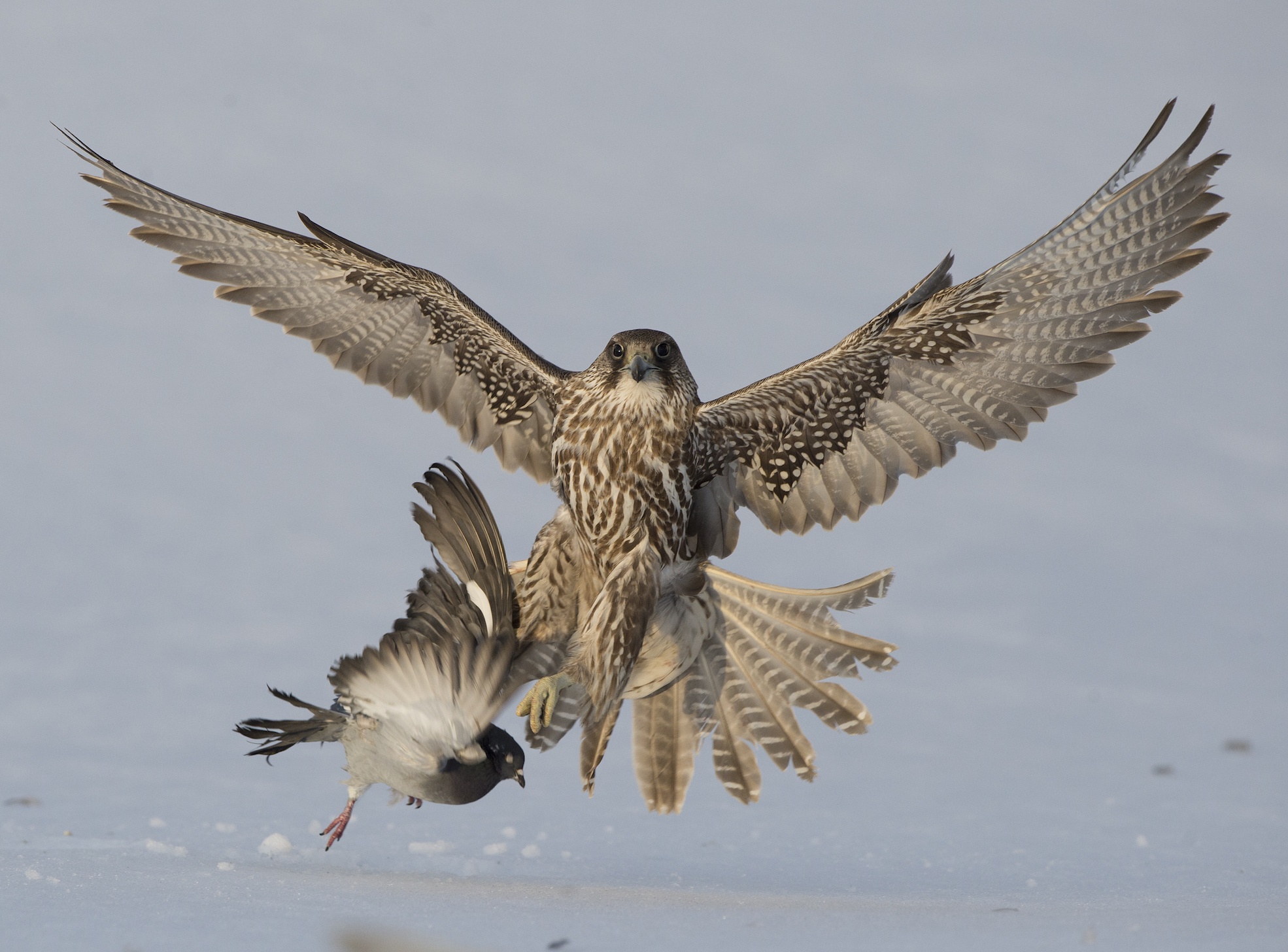 Jaktfalk løfter due. Foto: Stig Frode Olsen