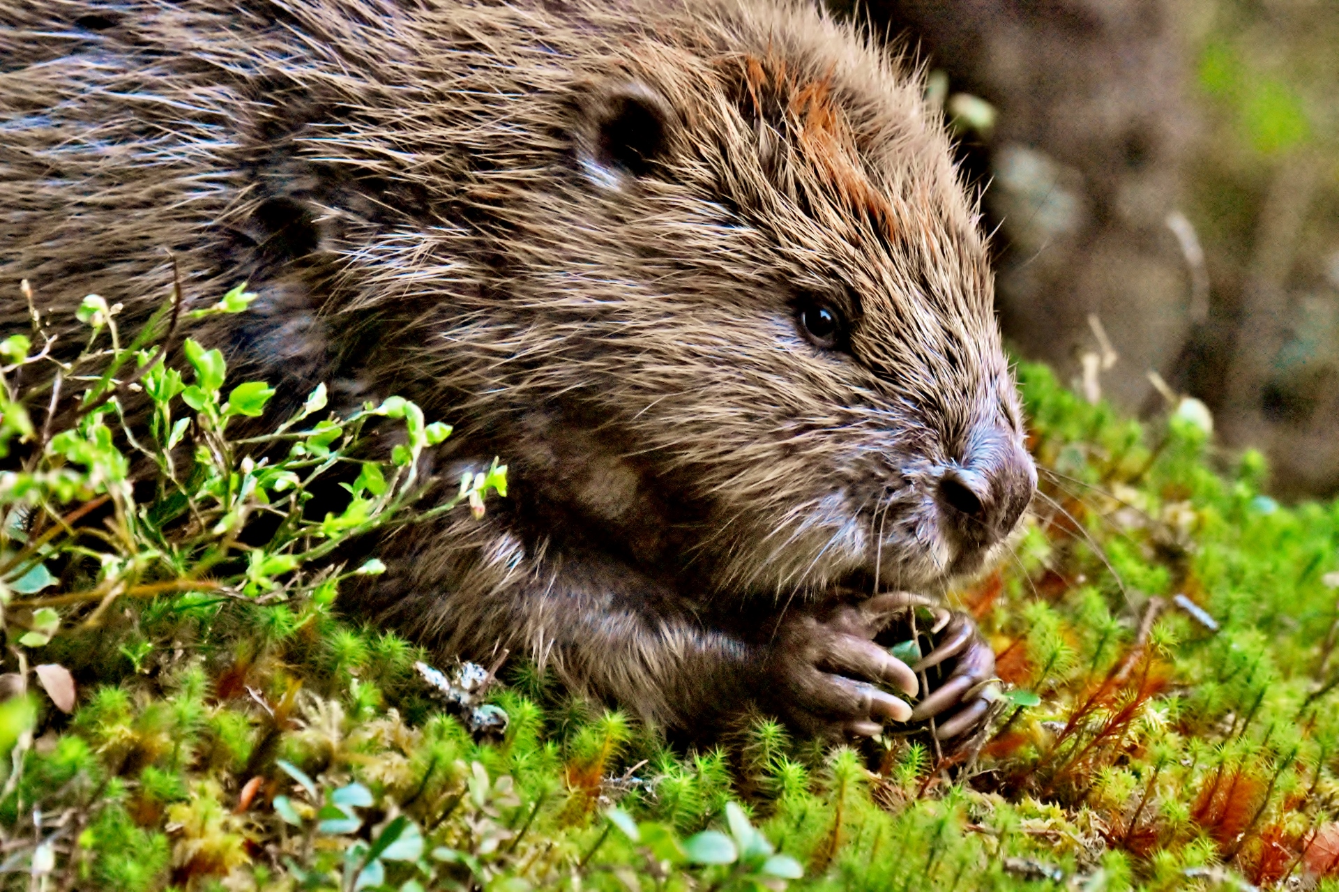 Finn-Nilsen_midtnorge_bever-i-terrenget