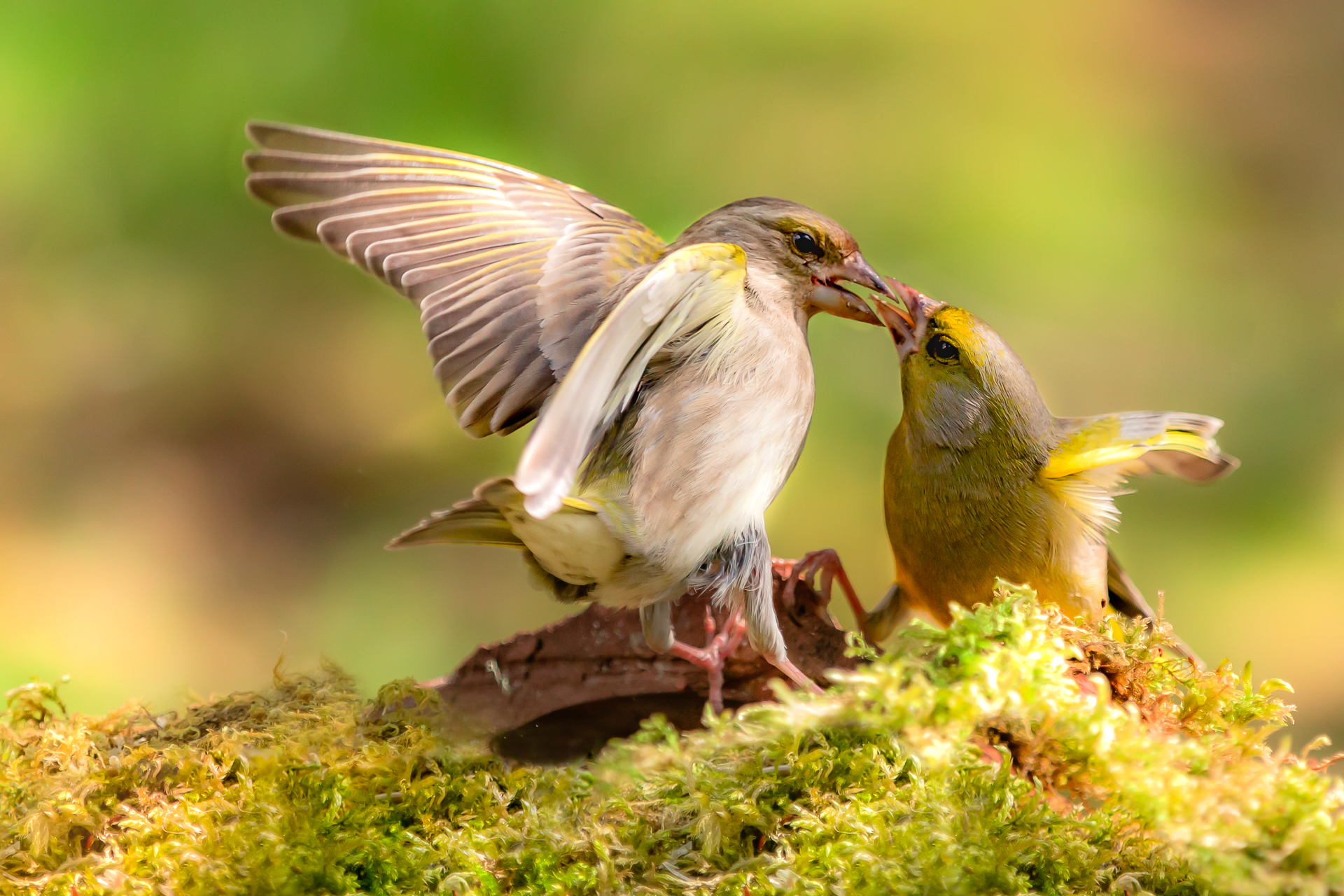 Borgny-Håland_Rogaland_Birdkisses-