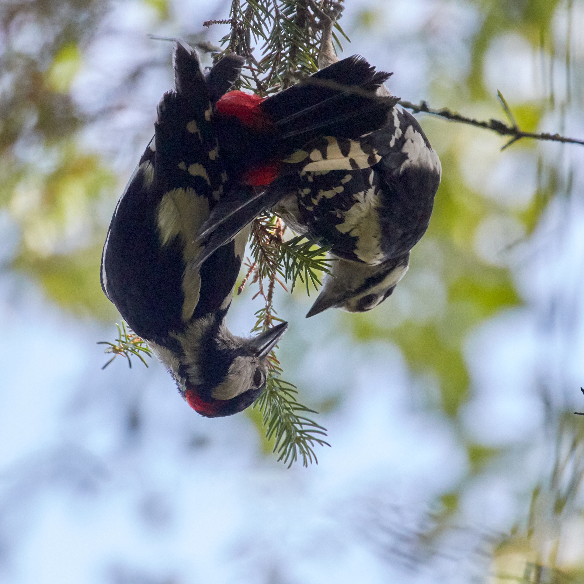 RobertPedersen_MidtNorge_Mating