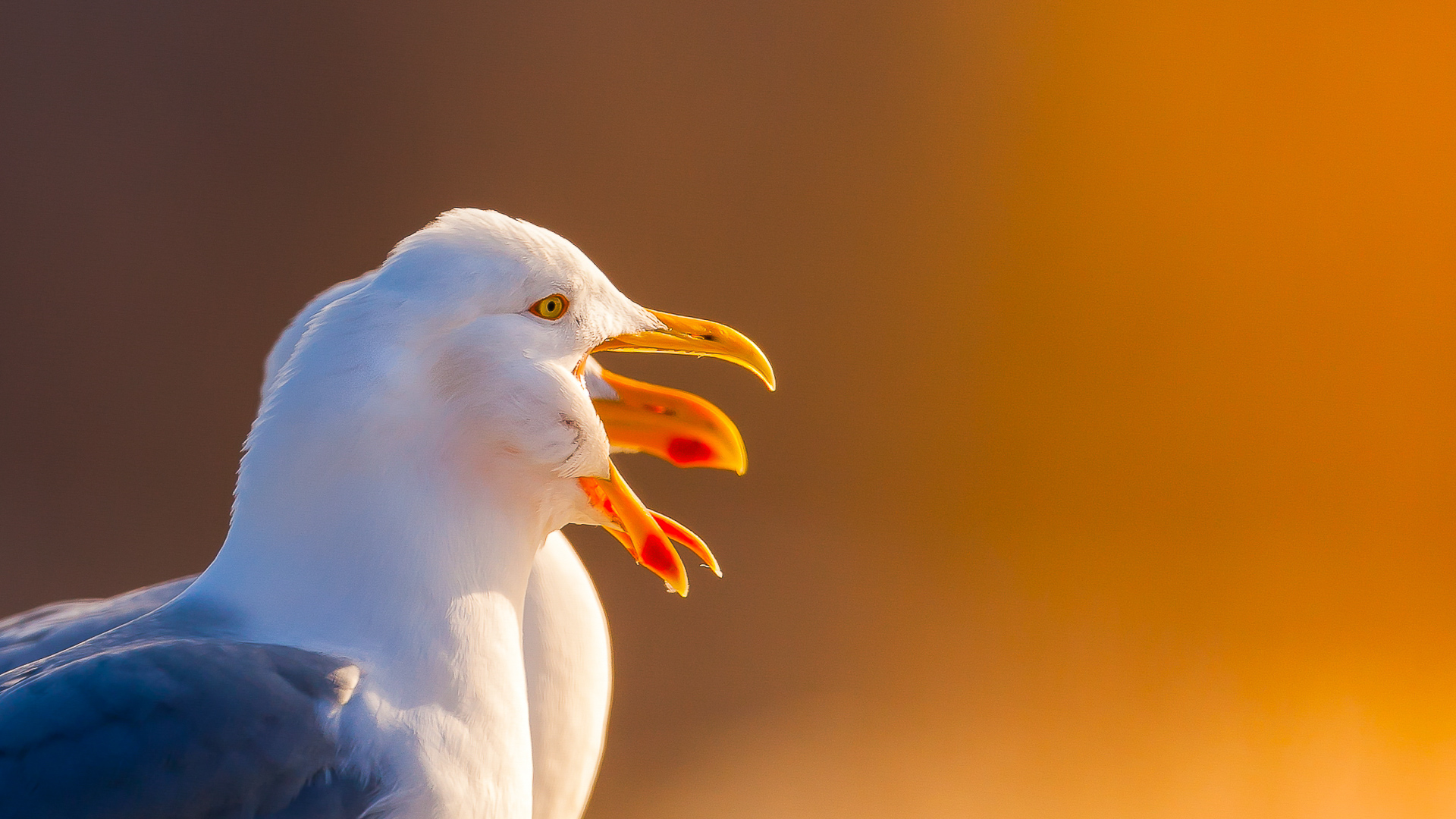 tommy andreassen_nordland_seagull in sunset