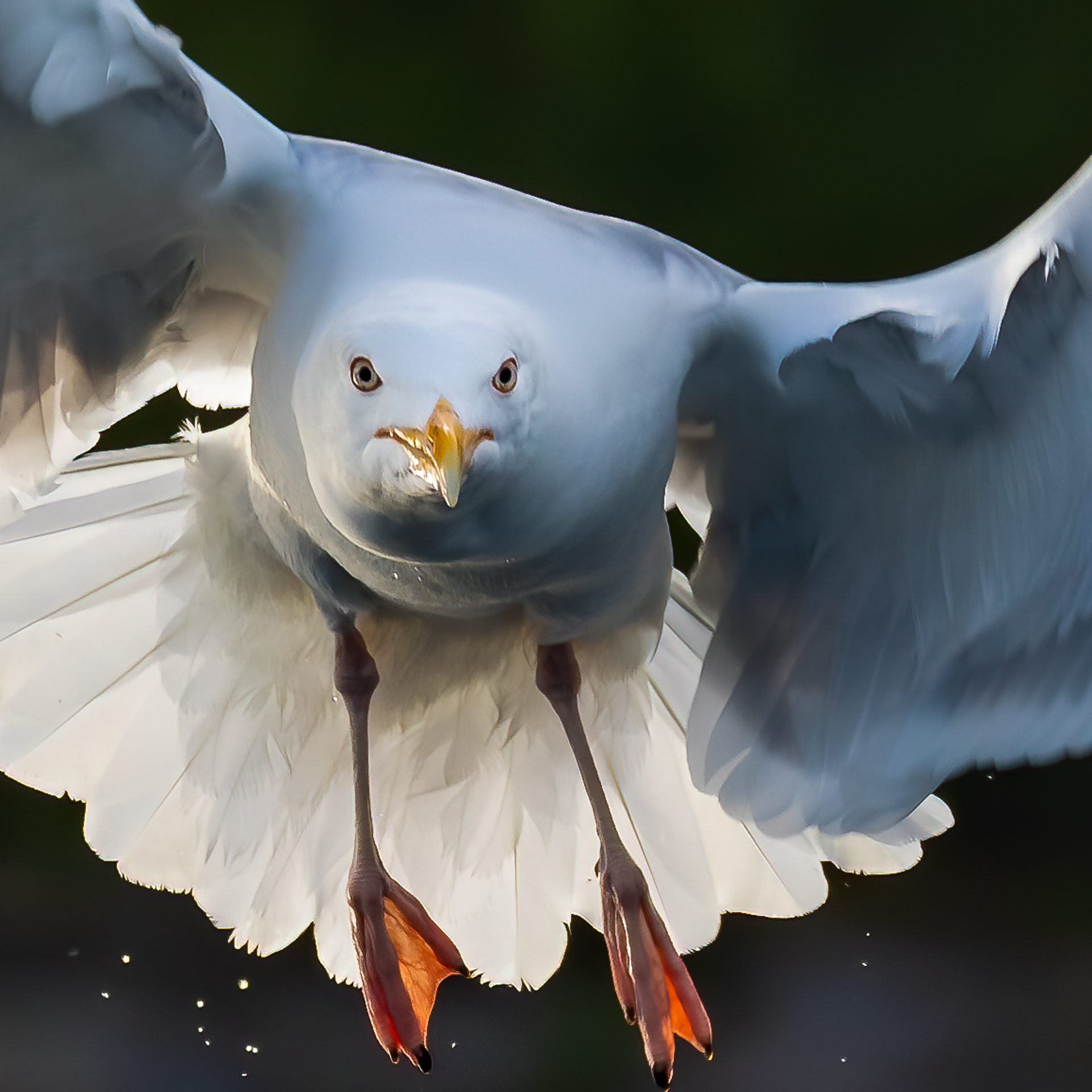1584658641-Mailen-Braaten_nordland_Seagull-Approach