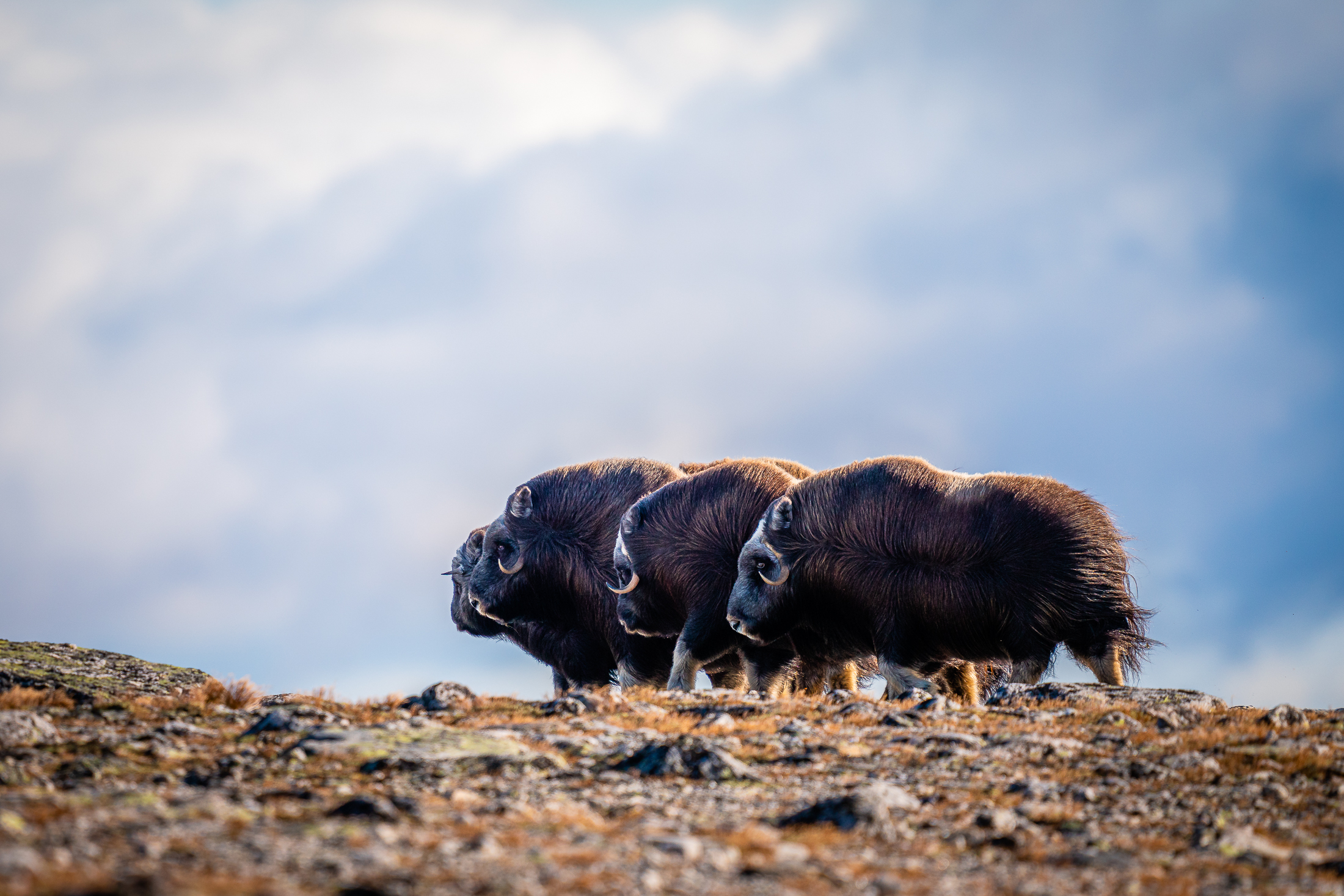 Helge-Bringeland_hordaland_moskus-1