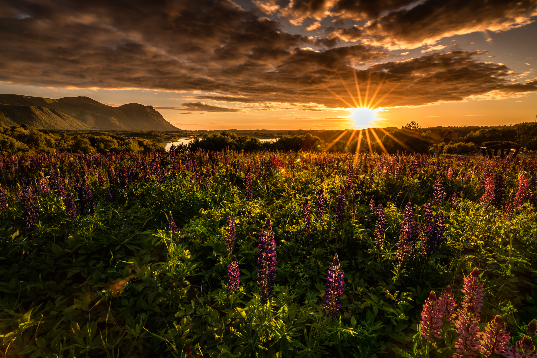 Sylwia-Grabinska_MidtNorge_Lupiner-i-solnedgang-Lyngstad