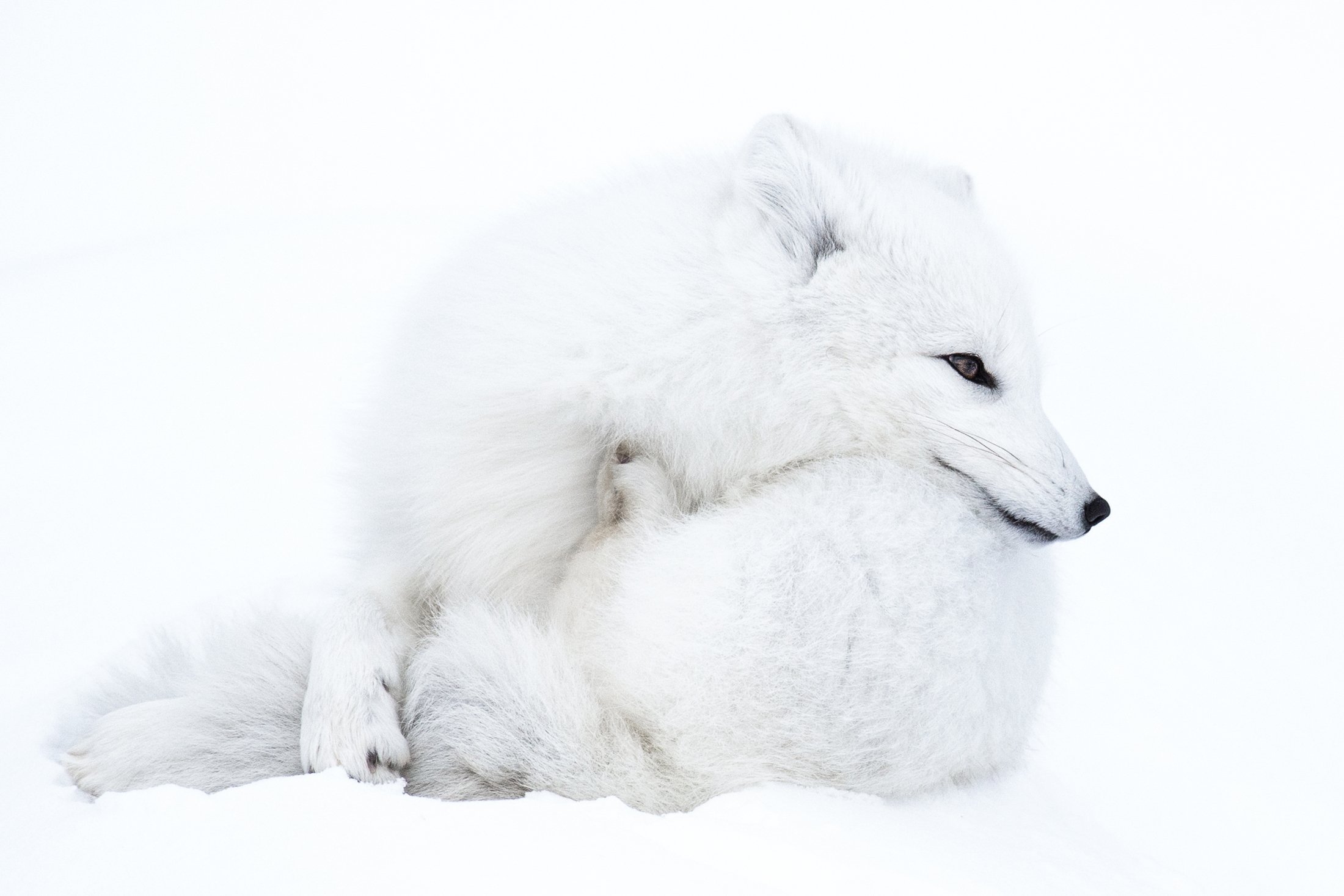 1586973575-Knut_Inge_Roestad_Midtnorge_Warm