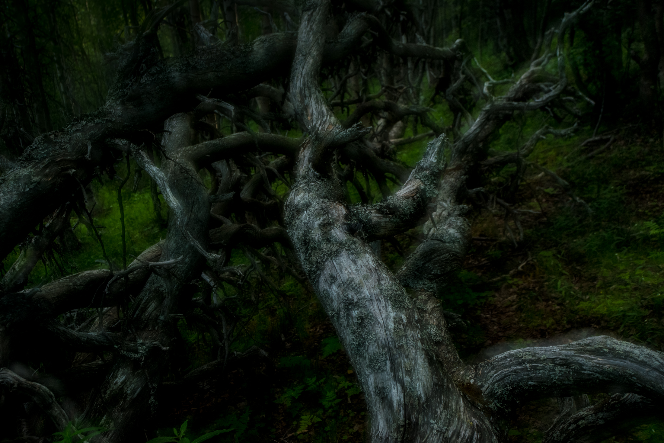 BjarkeAnderson_Ostlandet_Furu