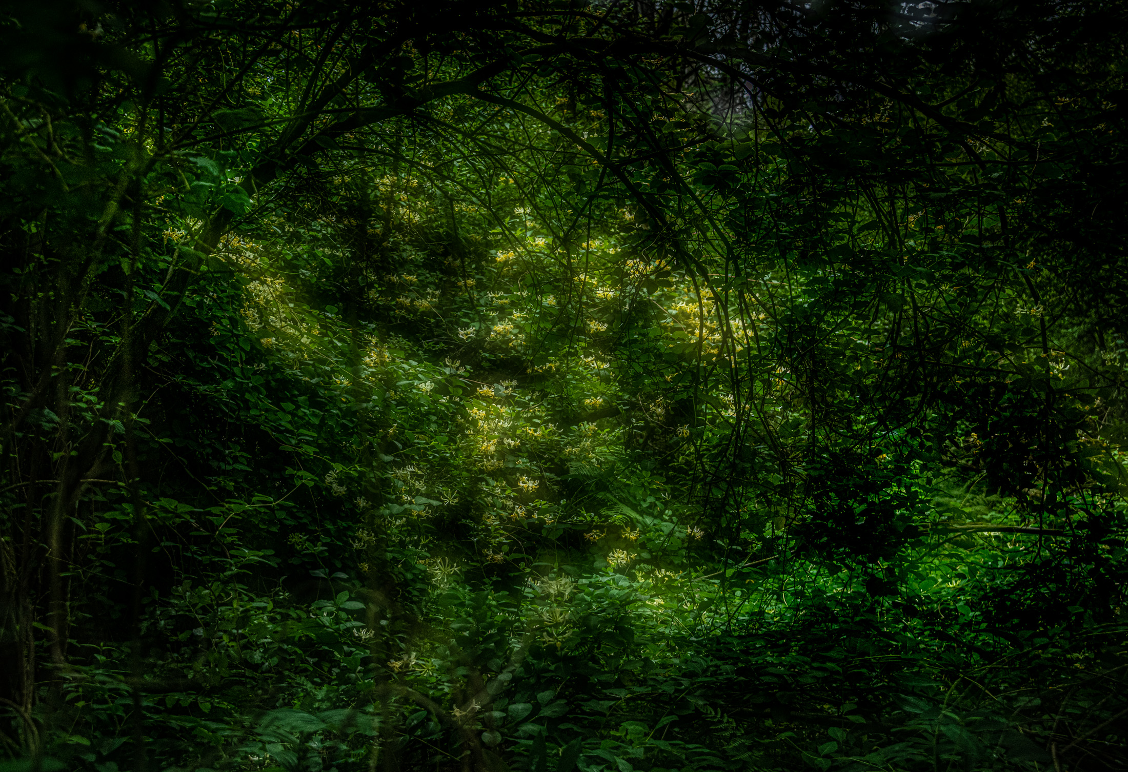 BjarkeAnderson_Ostlandet_Vivendel