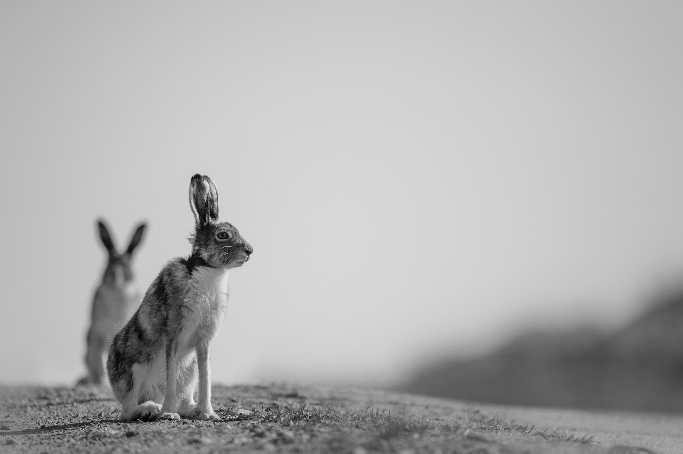 Yvonne_Rendahl_Nordland_Hare_speiling