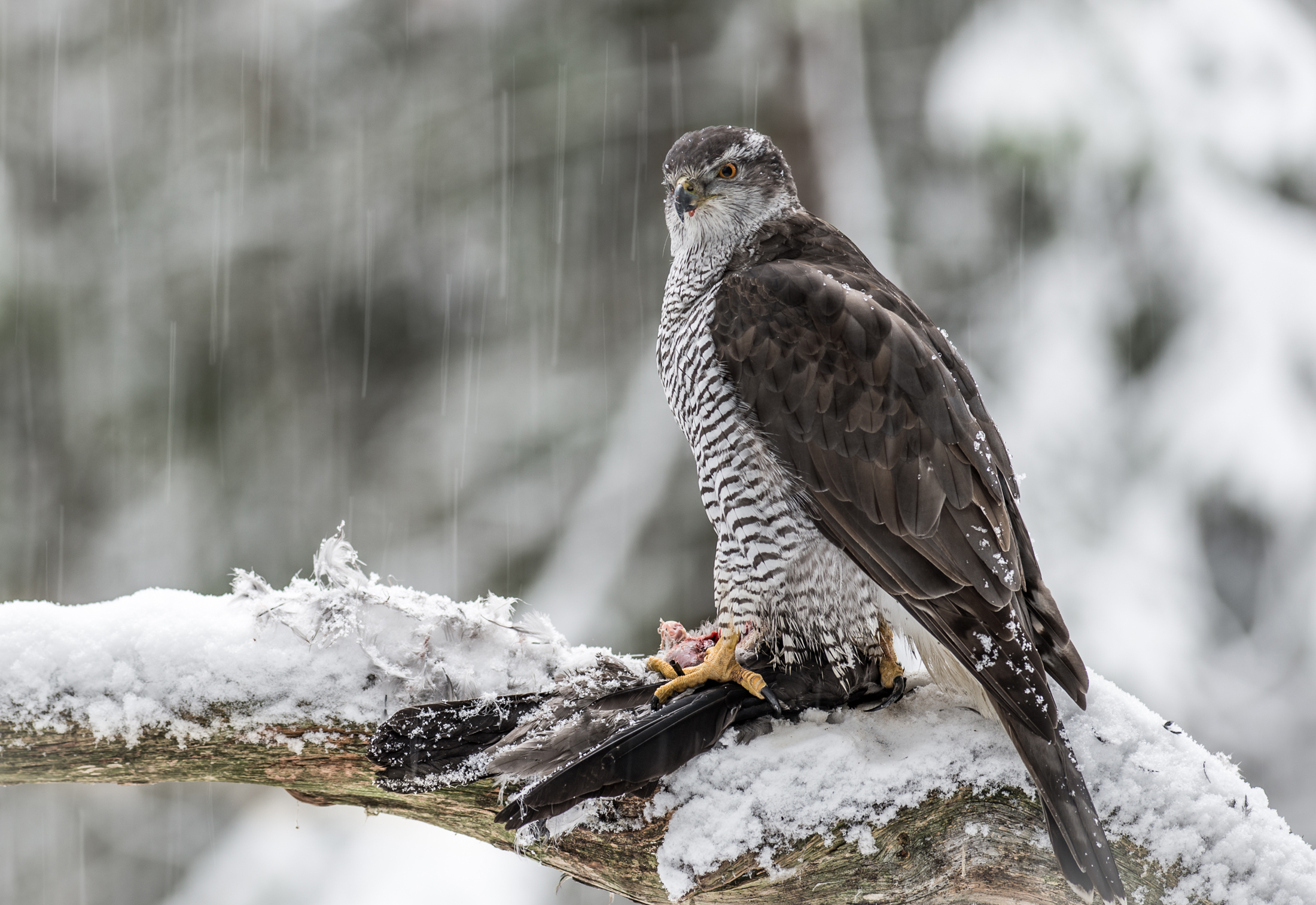 Knut_Inge_Roestad_Goshawk_In_Snow