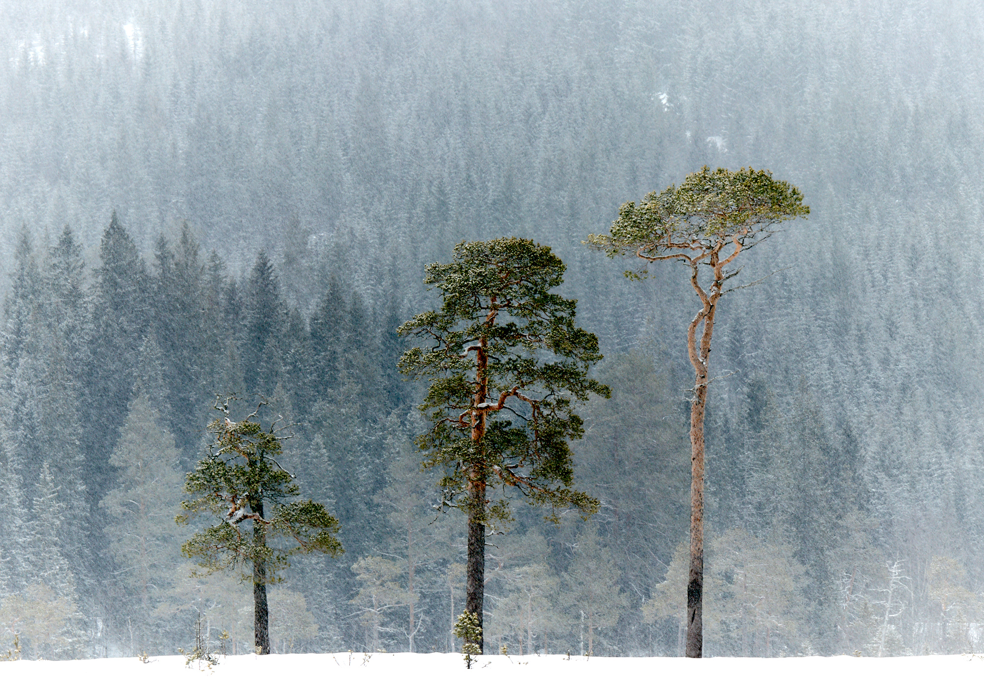 robertpedersen_midtnorge_snøvær