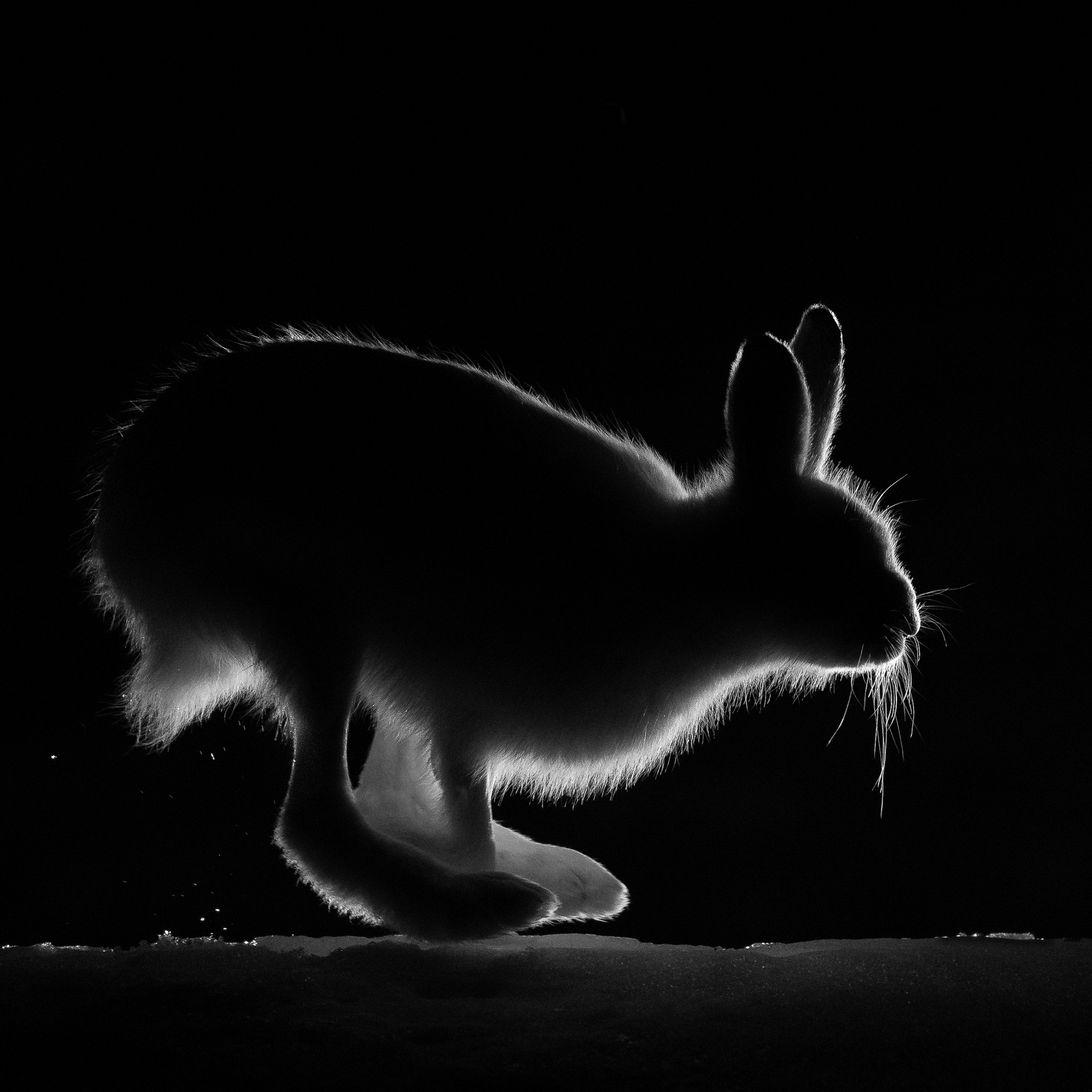 1619289713-Knut_Inge_Roestad_midtnorge_ingen_vet_hvor_haren_hopper.jpg
