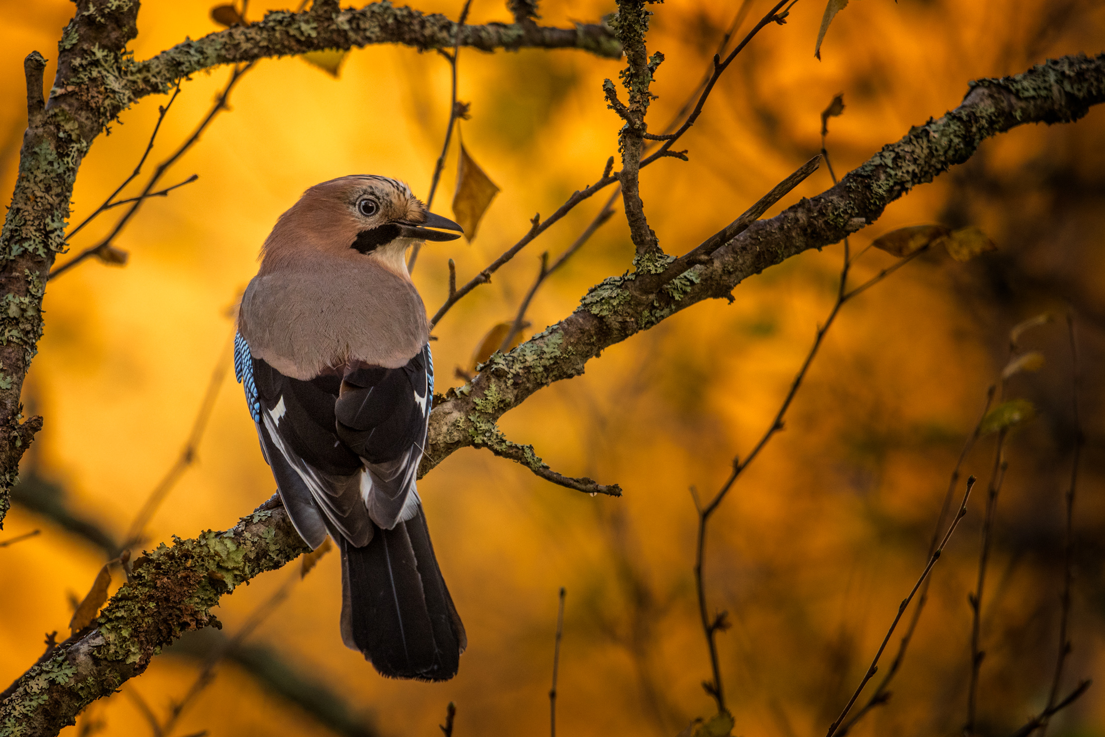 Gaute-Froeystein_nordland_Jay-in-autumn-forest.jpg