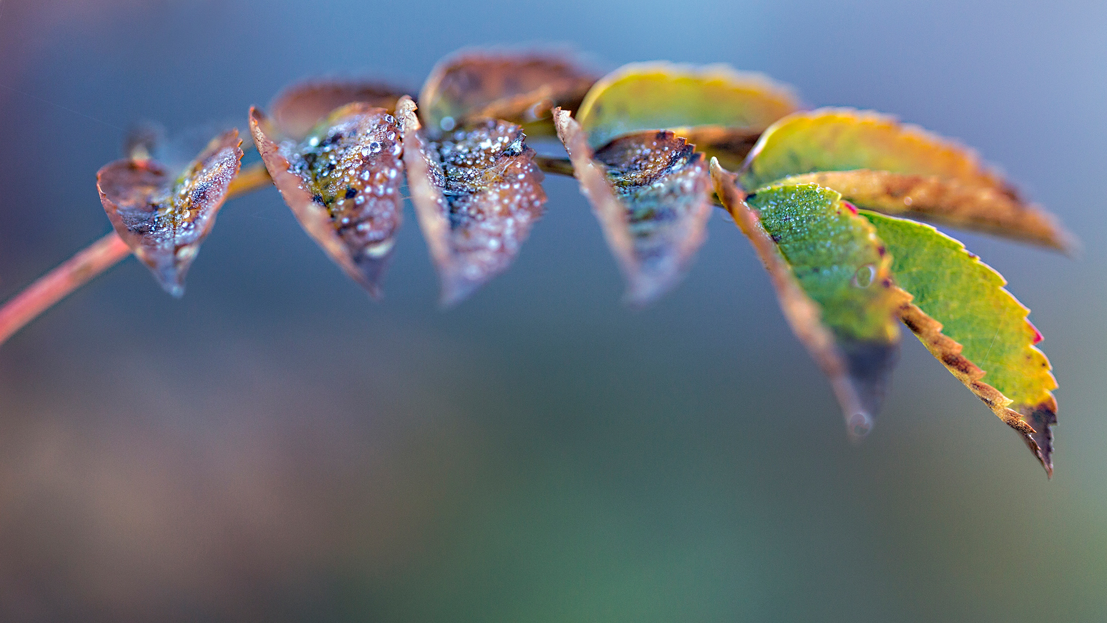 1631665203-Kjersti-Holst_ostlandet_colourful-leaf