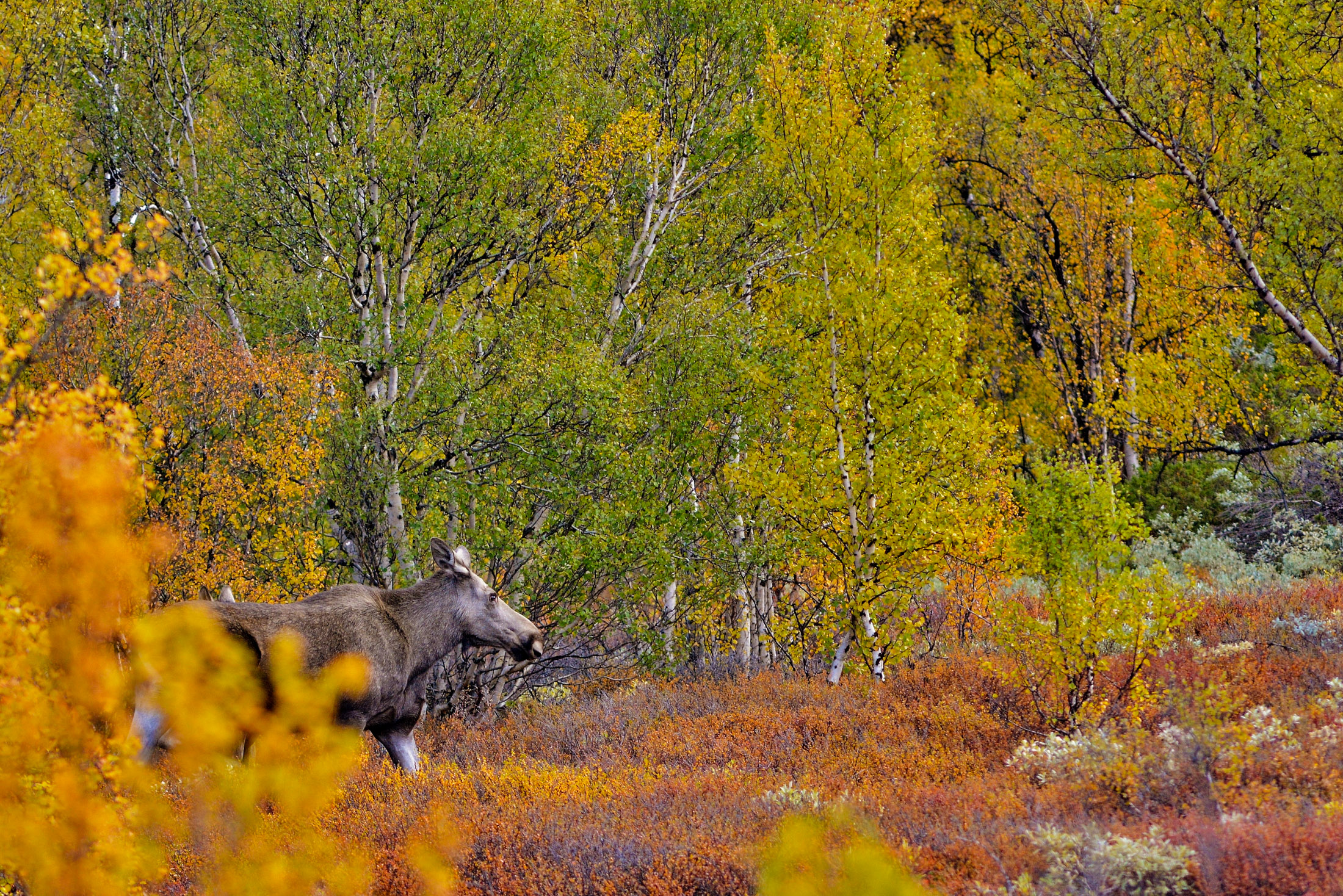 1632037006-Terje.Alveberg_Sorland_Dovreelg-I