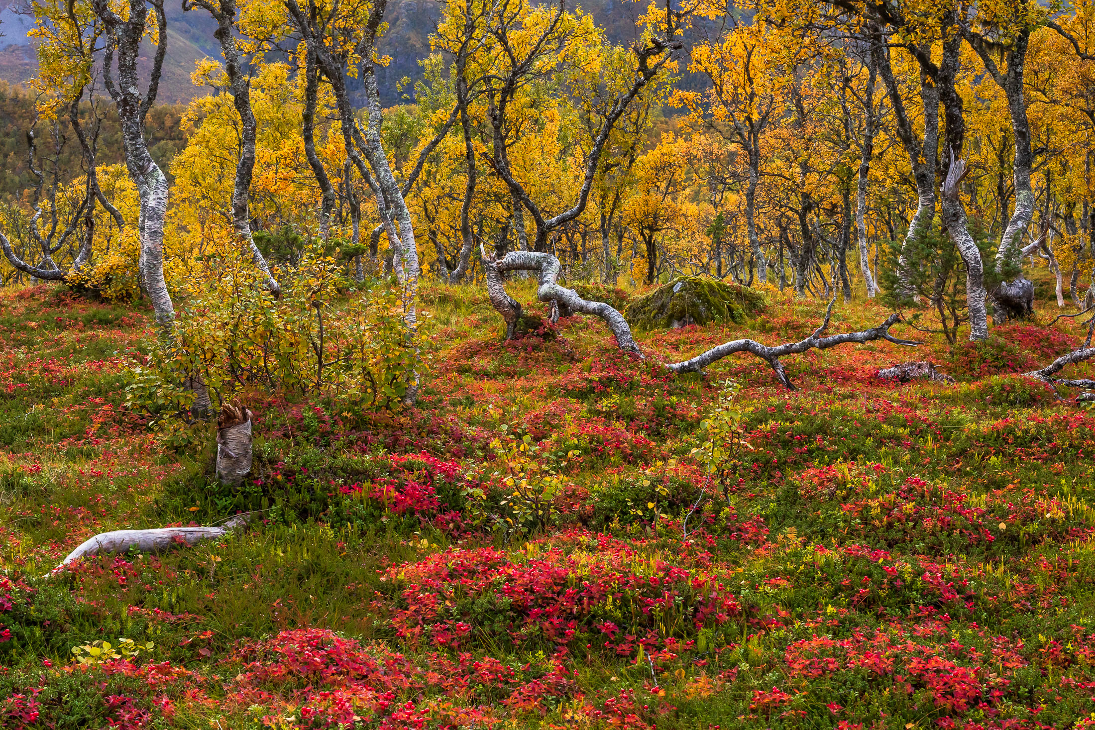 1632084633-Sven_Fredriksen_Nordland_Fjellskog