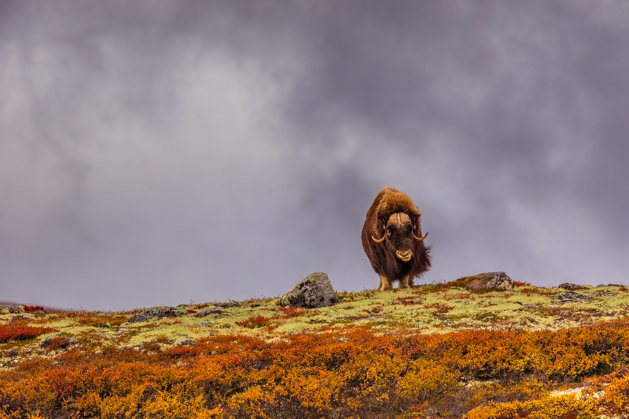 1632084639-Sven_Fredriksen_Nordland_Forberedt