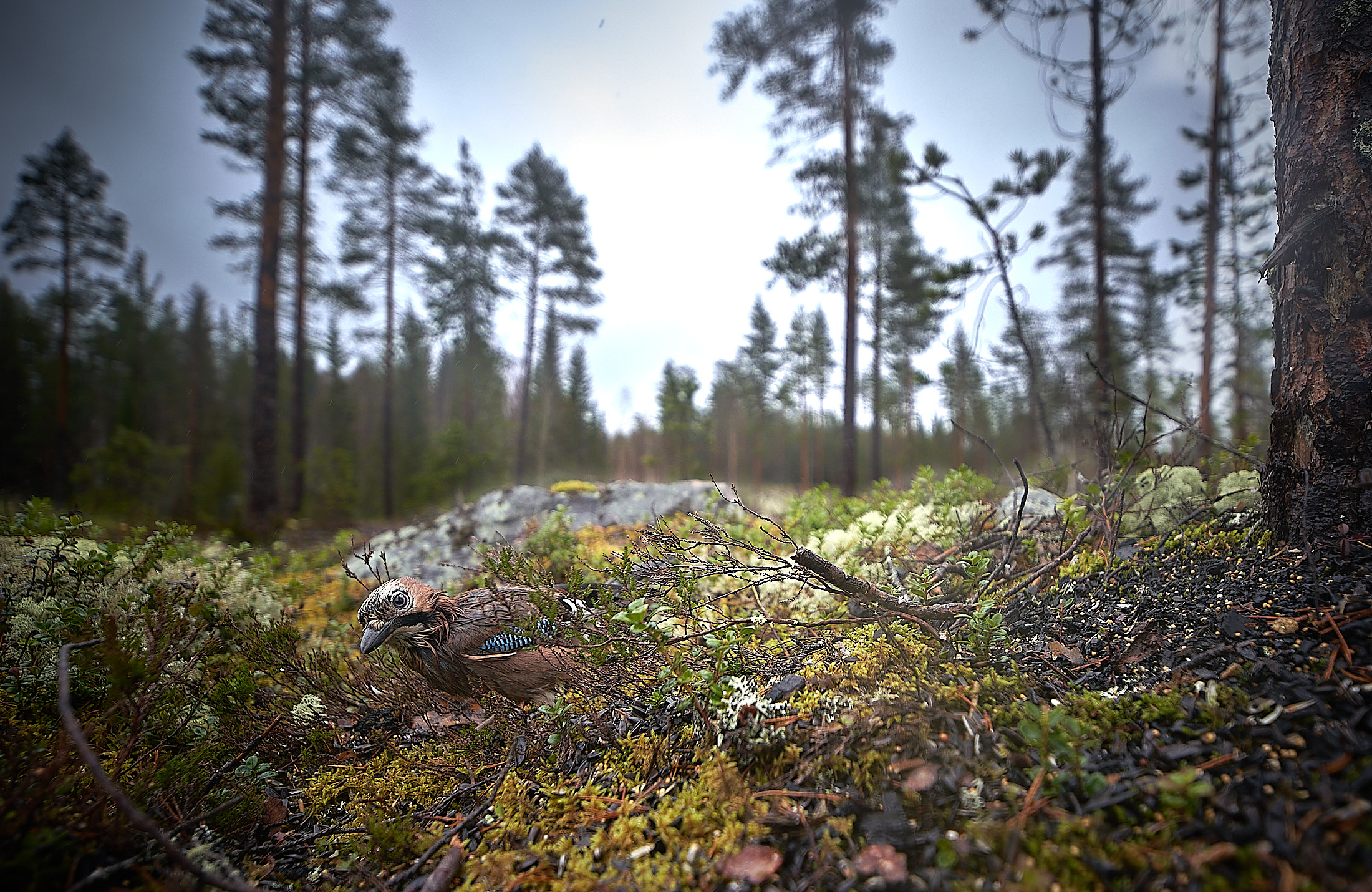 Tormod-Hanstad_Ostlandet_Nysgjerrig-Notteskrike.