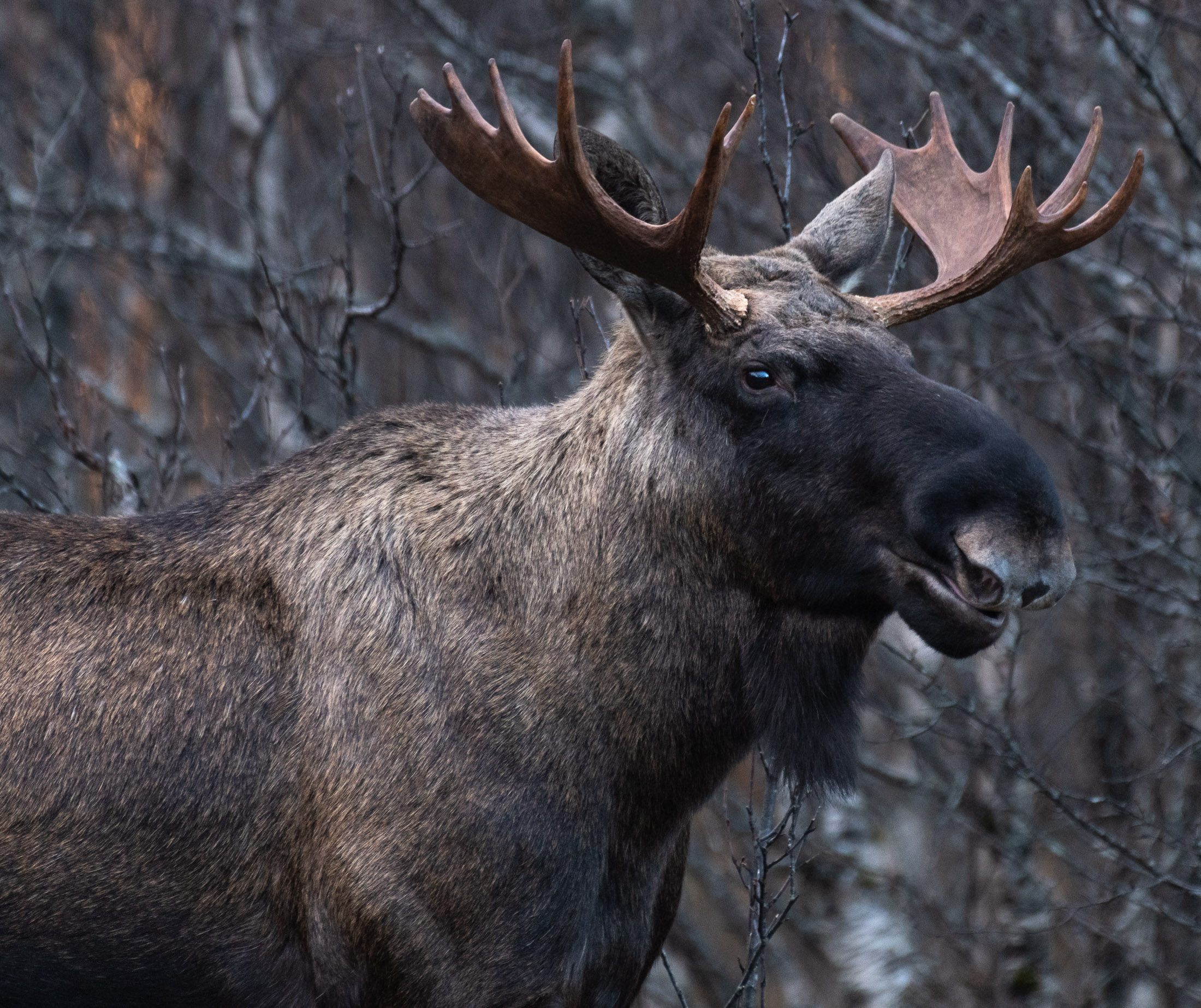 1633036771-Rita-Jakobsen_nordland_Elg