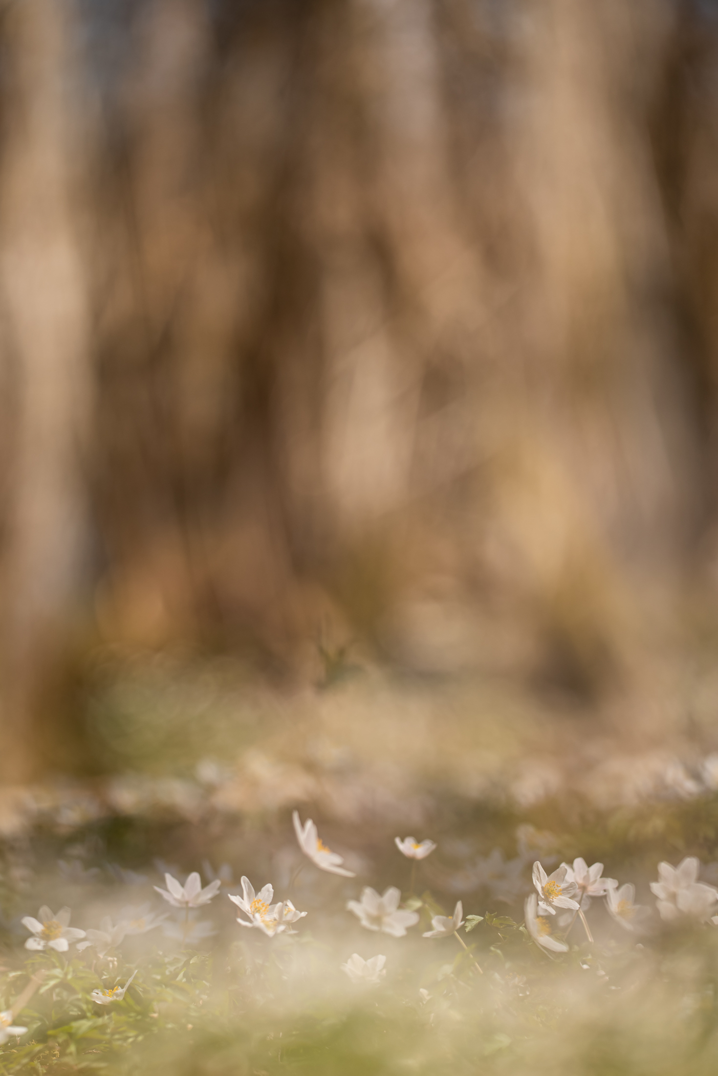 Terje.Alveberg_Sorlandet_Spring-flowers