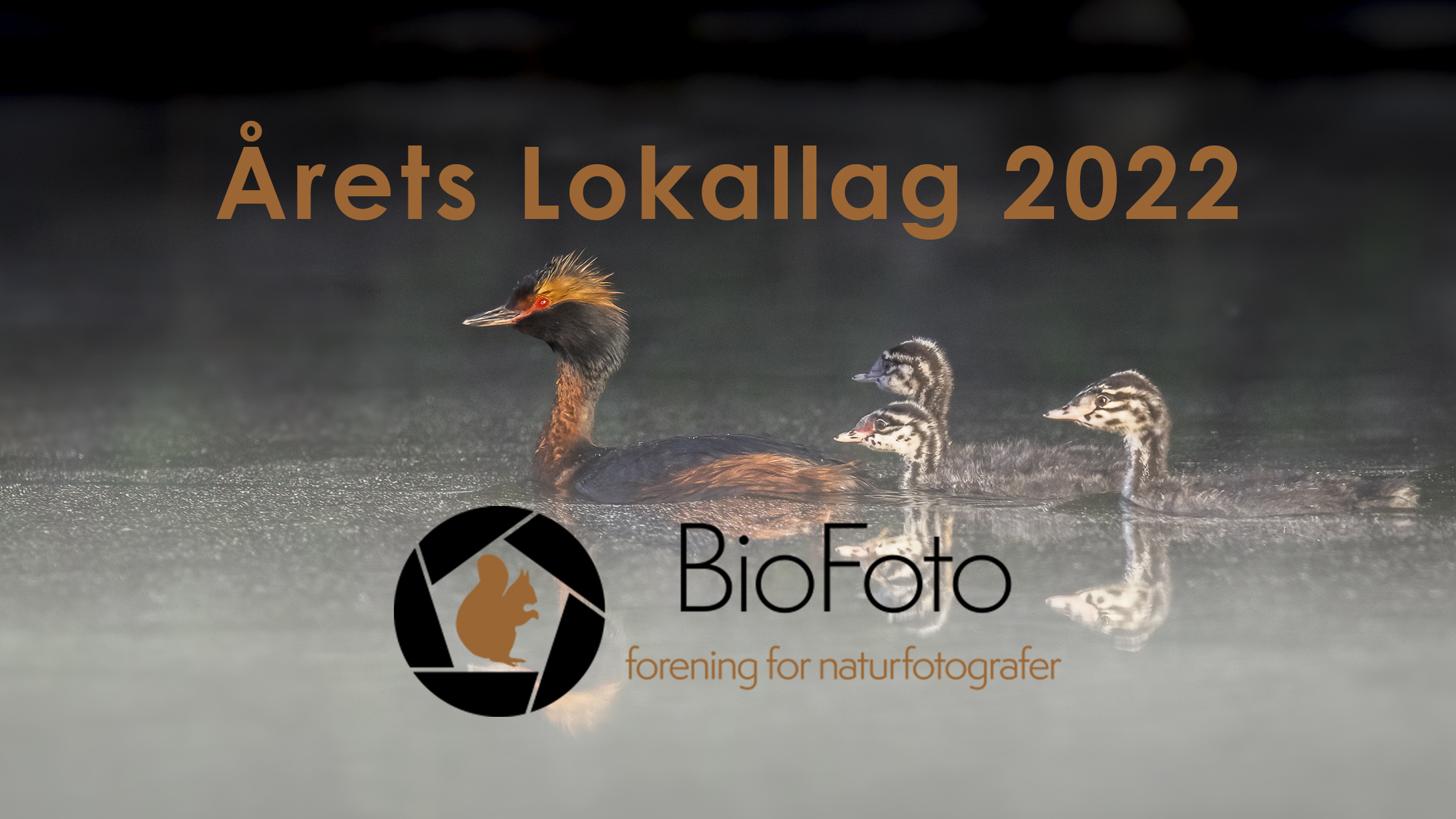 Årets lokallag BioFoto Midt-Norge