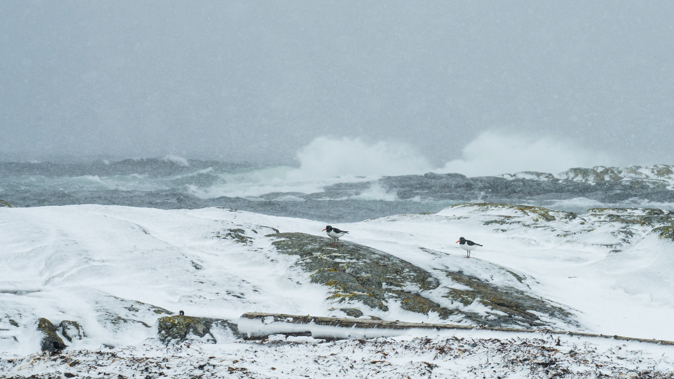 1695368376-Terje_Alveberg_Sorlandet_stille-i-storm