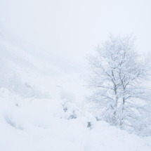 Daniel Sørheim-Sunnmøre og Nordfjord-Frozentwins