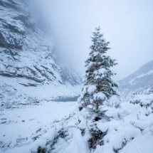 Daniel Sørheim-Sunnmøre og Nordfjord-Xmastree