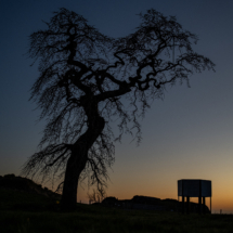 Guro Sandsgaard-Rogaland-Popular tree