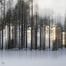 Jon Kjos-Sunnmøre og Nordfjord-Skog