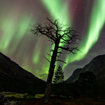 Ørnulf Jenssen-Nordland-Furu i nordlys