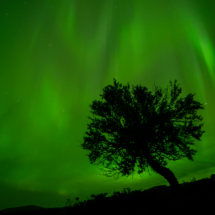 Rune Nilsson-Innlandet-Tre under nordlys