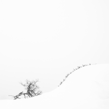 Terje Alveberg-Sørlandet-Tree and curve