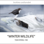 Østlandet: medlemsmøte 8. oktober med Tom Dyring