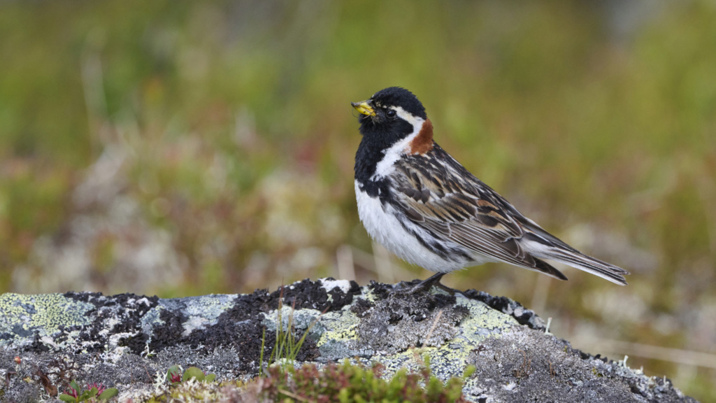 Foto: Anders Lundberg