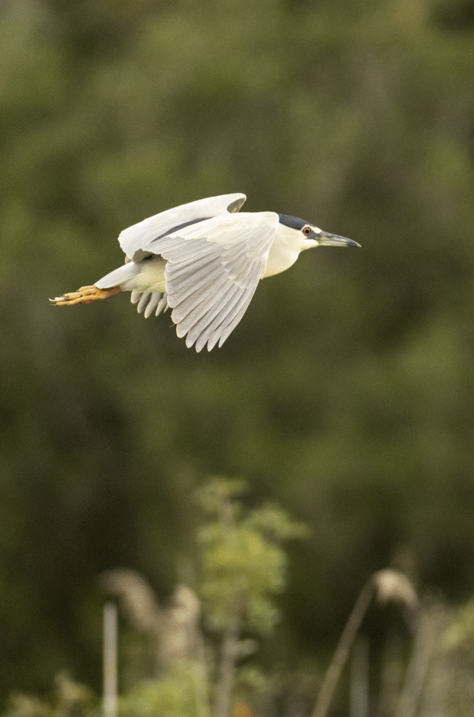 Ny tur til Mallorca til våren – påmeldingsfrist 15. desember