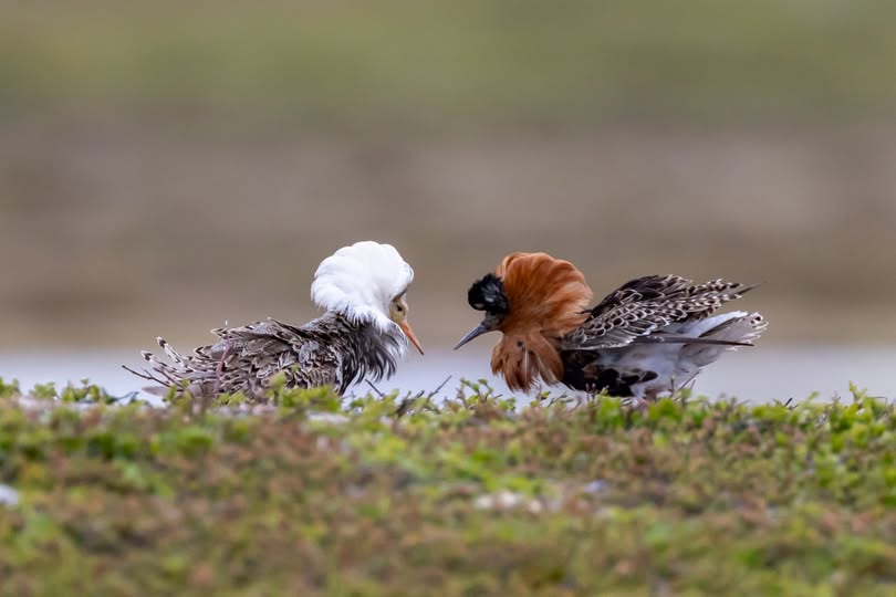 BioFoto Midt-Norge ønsker velkommen til årets siste medlemsmøte