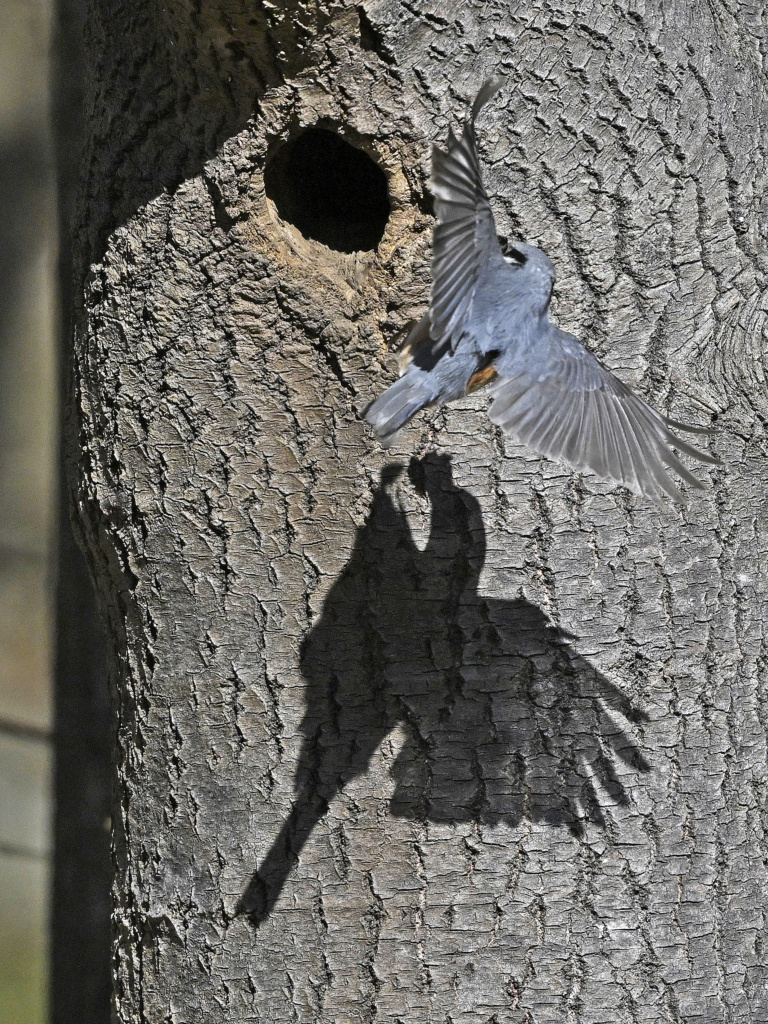 Tok månedens foto for januar