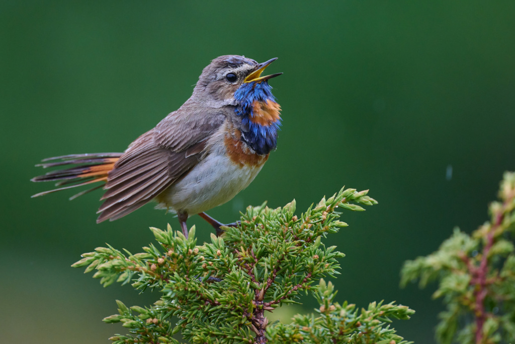 Landstreffet 2026 – turen går til Filefjell!