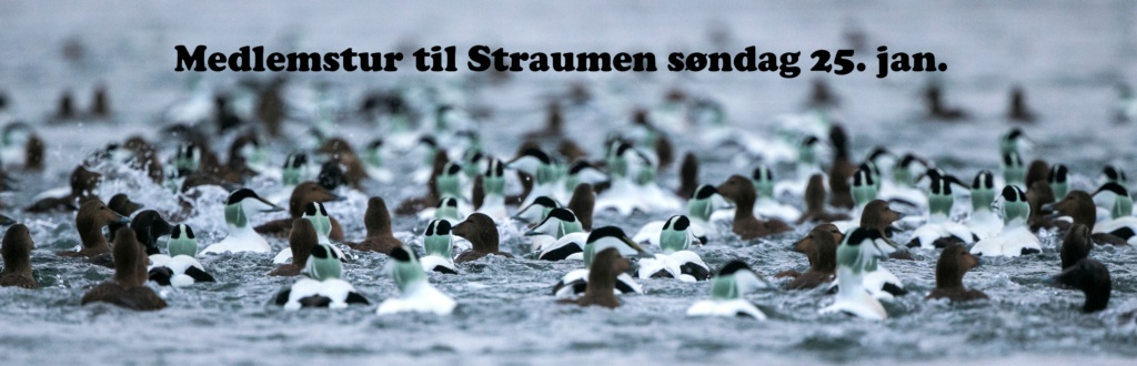 Blir med oss på tur – BioFoto Midt-Norge