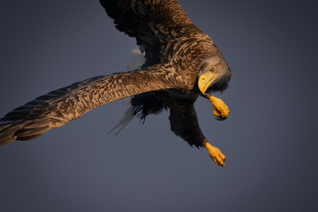 Bildene fra BioFoto Midt-Norges fotokonkurranse 2025 er offentliggjort.
