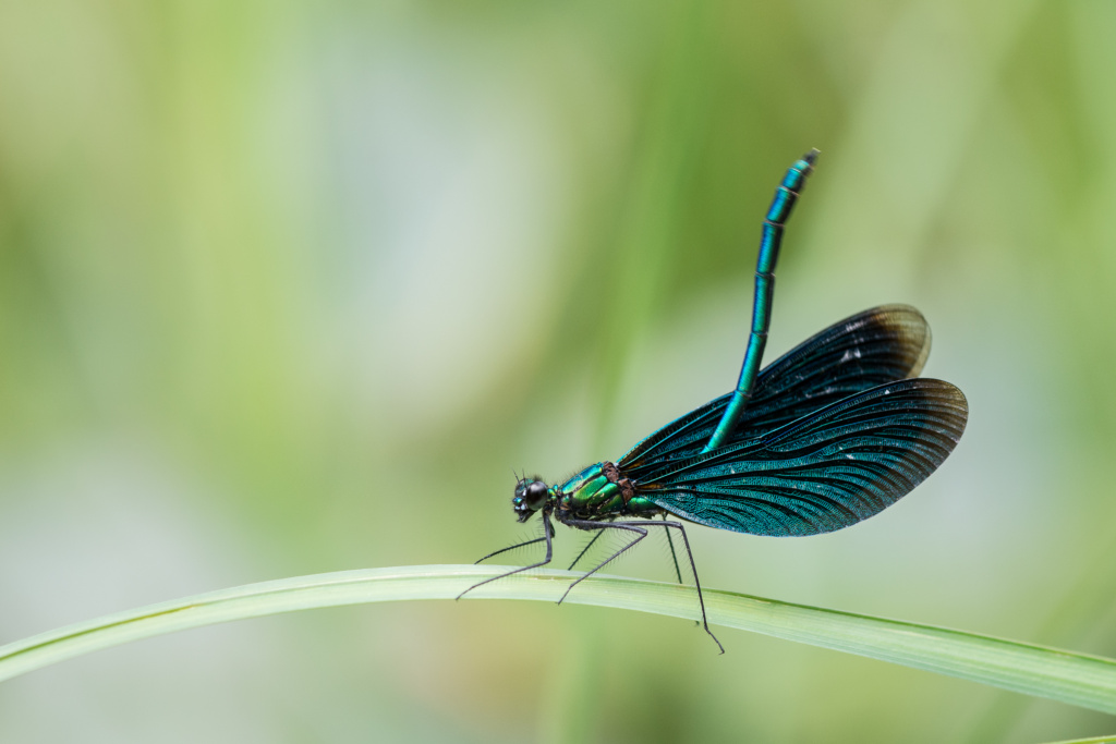 Østlandet: Øyenstikkere i Maridalen