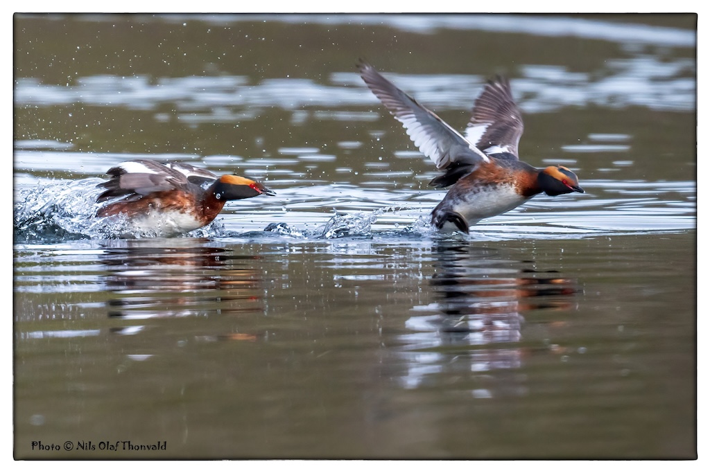 Horndykkere iLjøgodttjernet. Foto: Nils Olaf Thonvald