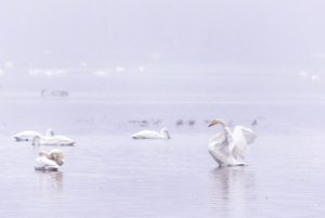Lokaltur til Kjelle-engene (Aurskog-Høland)