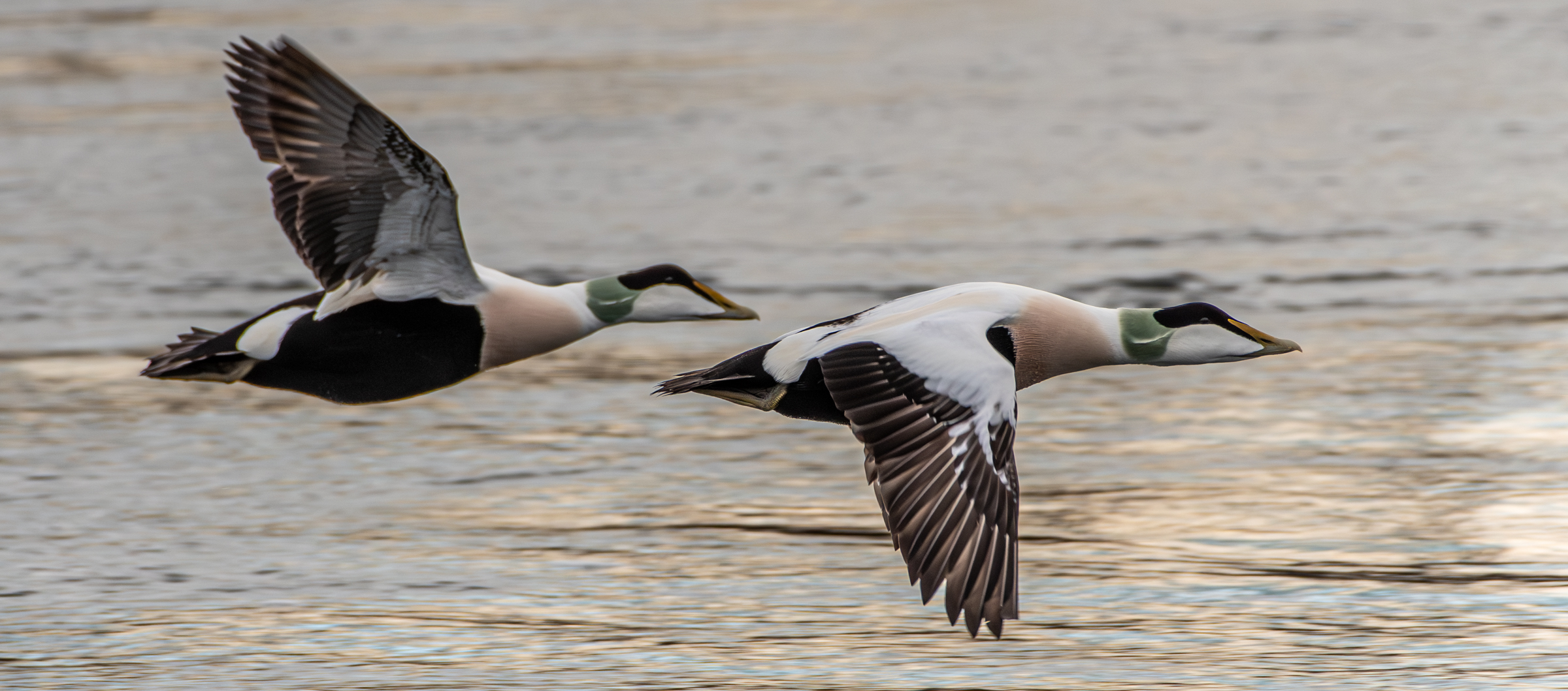 20220206 DSC_7497 Ærfugl