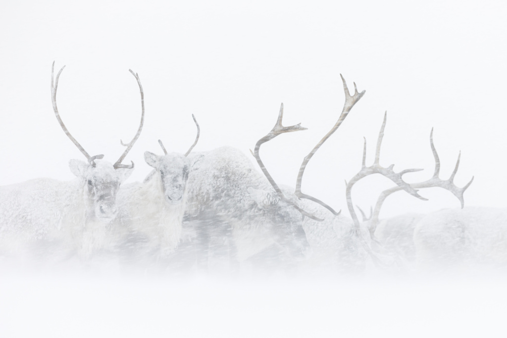 BF Sunnmøre og Nordfjord – medlemsmøte 8. april kl. 19.00