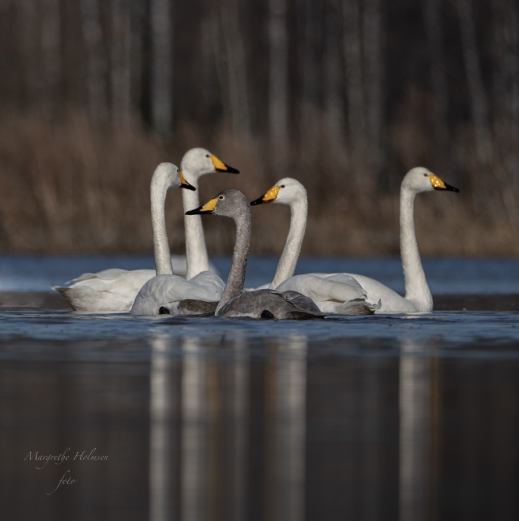 Østlandet: Vellykket tur til Kjelle-engene