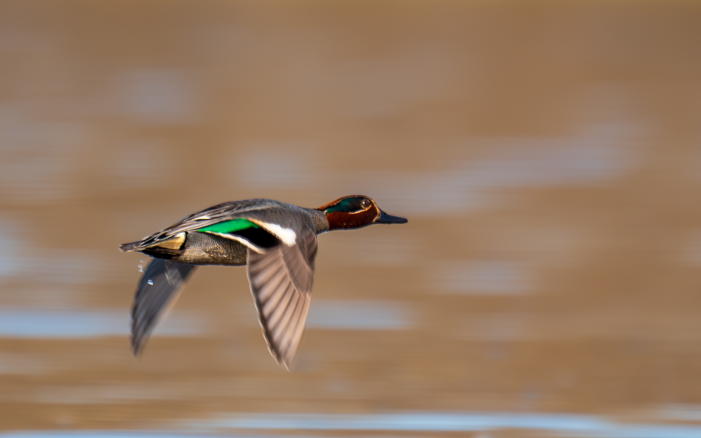 Vega (Geir Antonsen) (1)