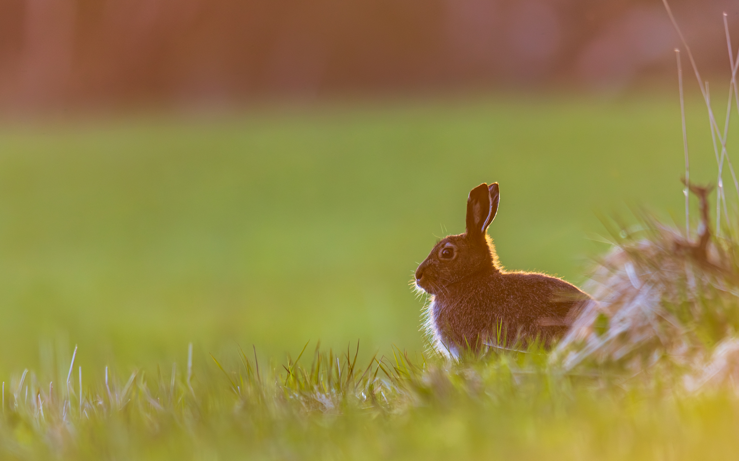 Vega (Geir Antonsen) (10)