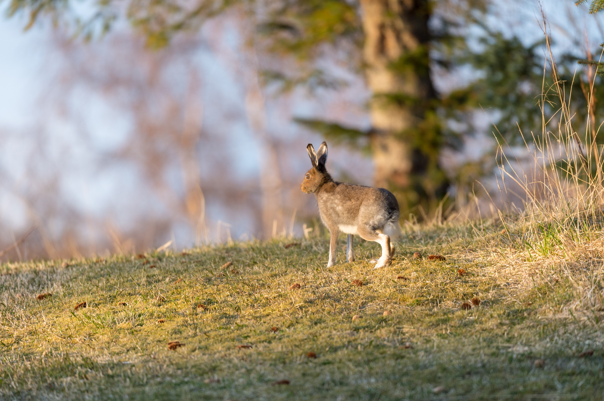 Vega (Geir Antonsen) (12)