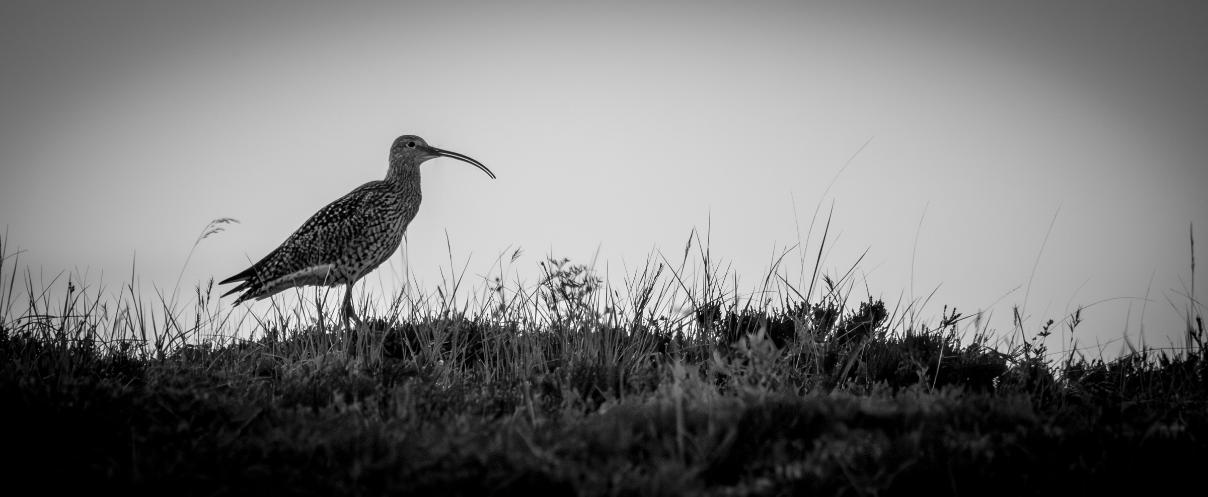 Vega (Geir Antonsen) (13)